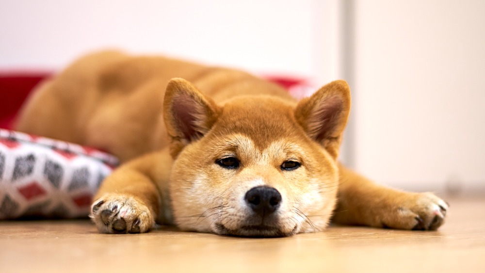 Shiba-inu