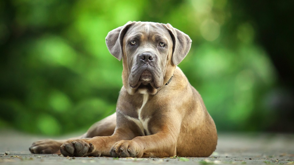 Cane corso