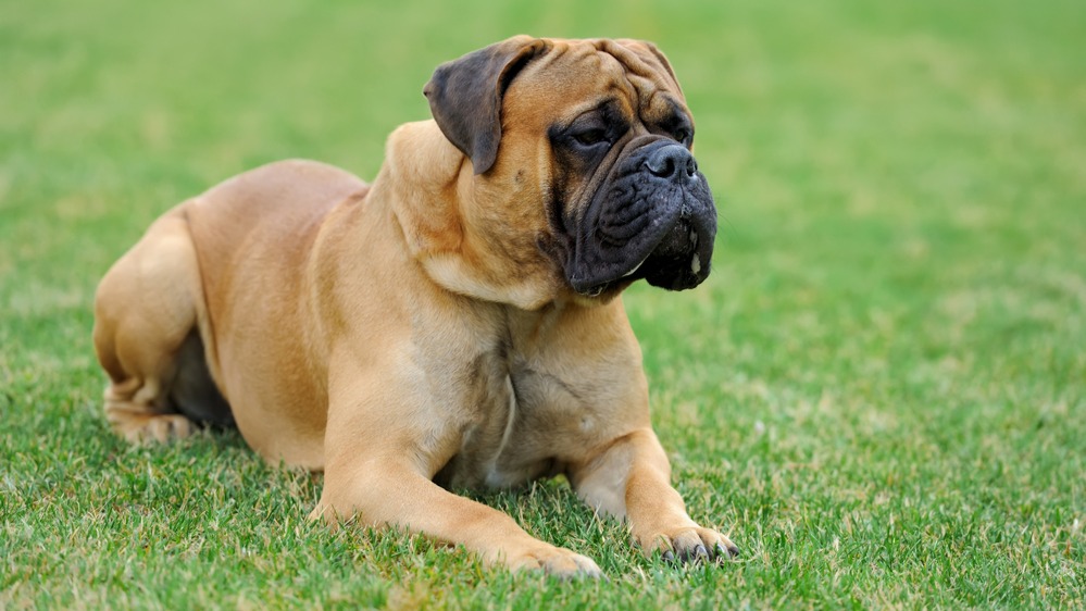 Anglický mastiff