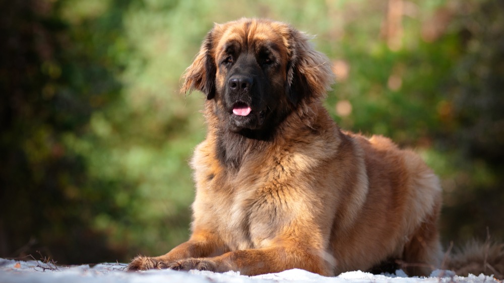 Leonberger Je Rodinny Psycholog Ktery Vynika Svou Vernosti Mujchlupac Cz